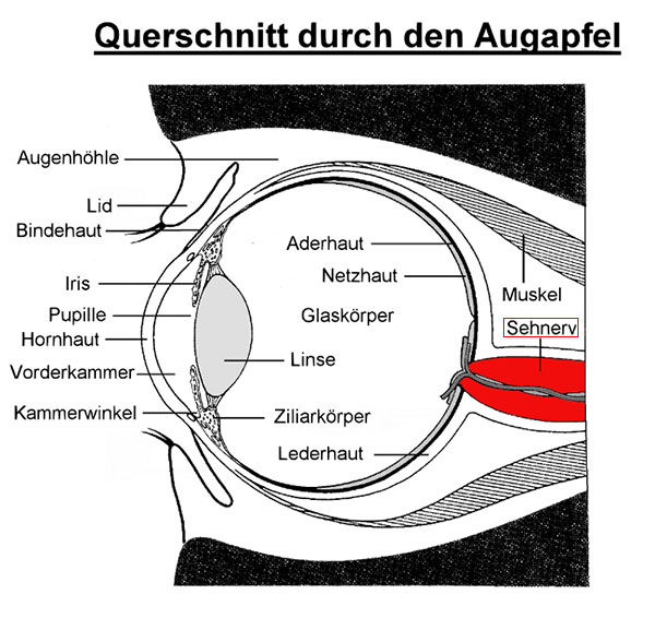 Augenquerschnitt